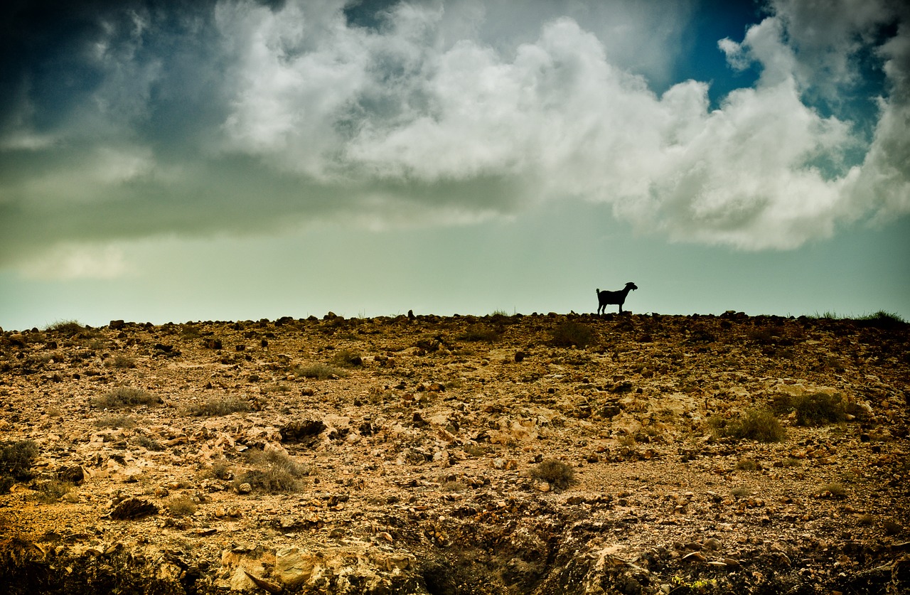 wilderness goat stormy free photo