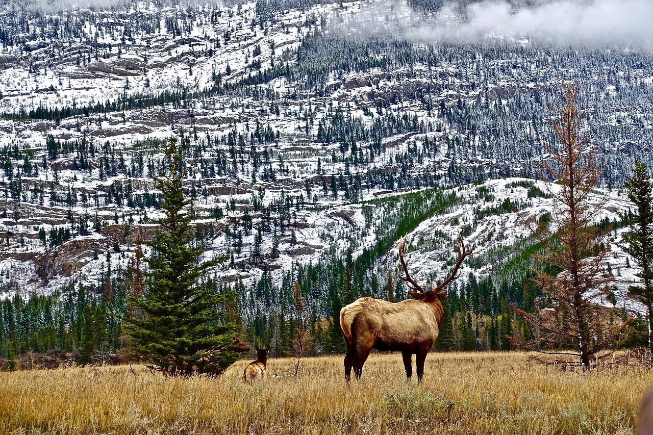 wilderness mountains elk free photo