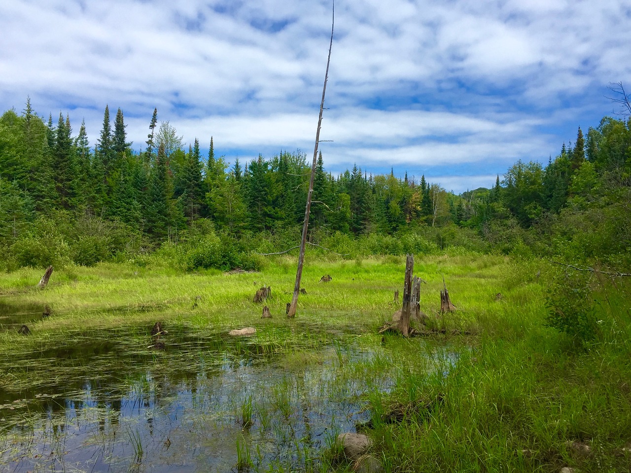 wilderness forest sky free photo