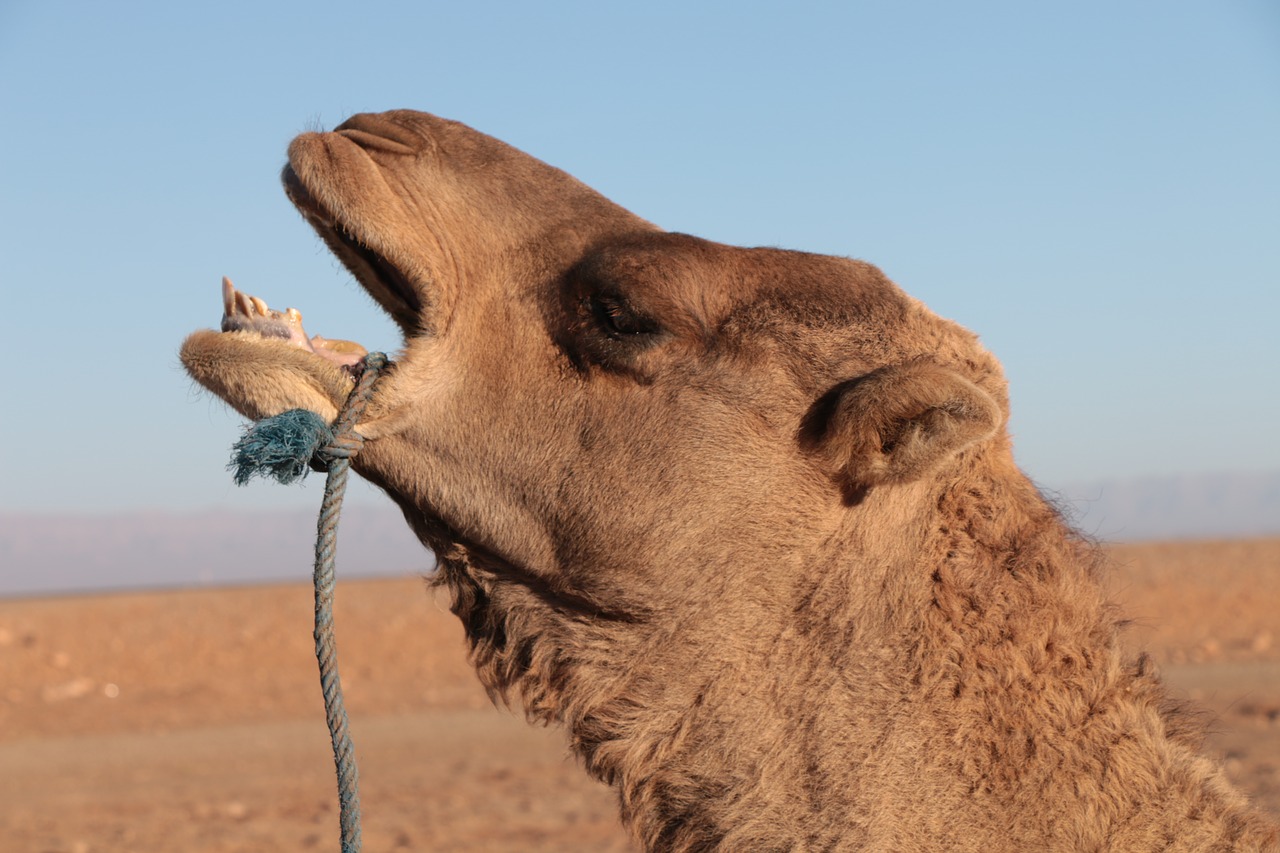 wilderness camel morocco free photo