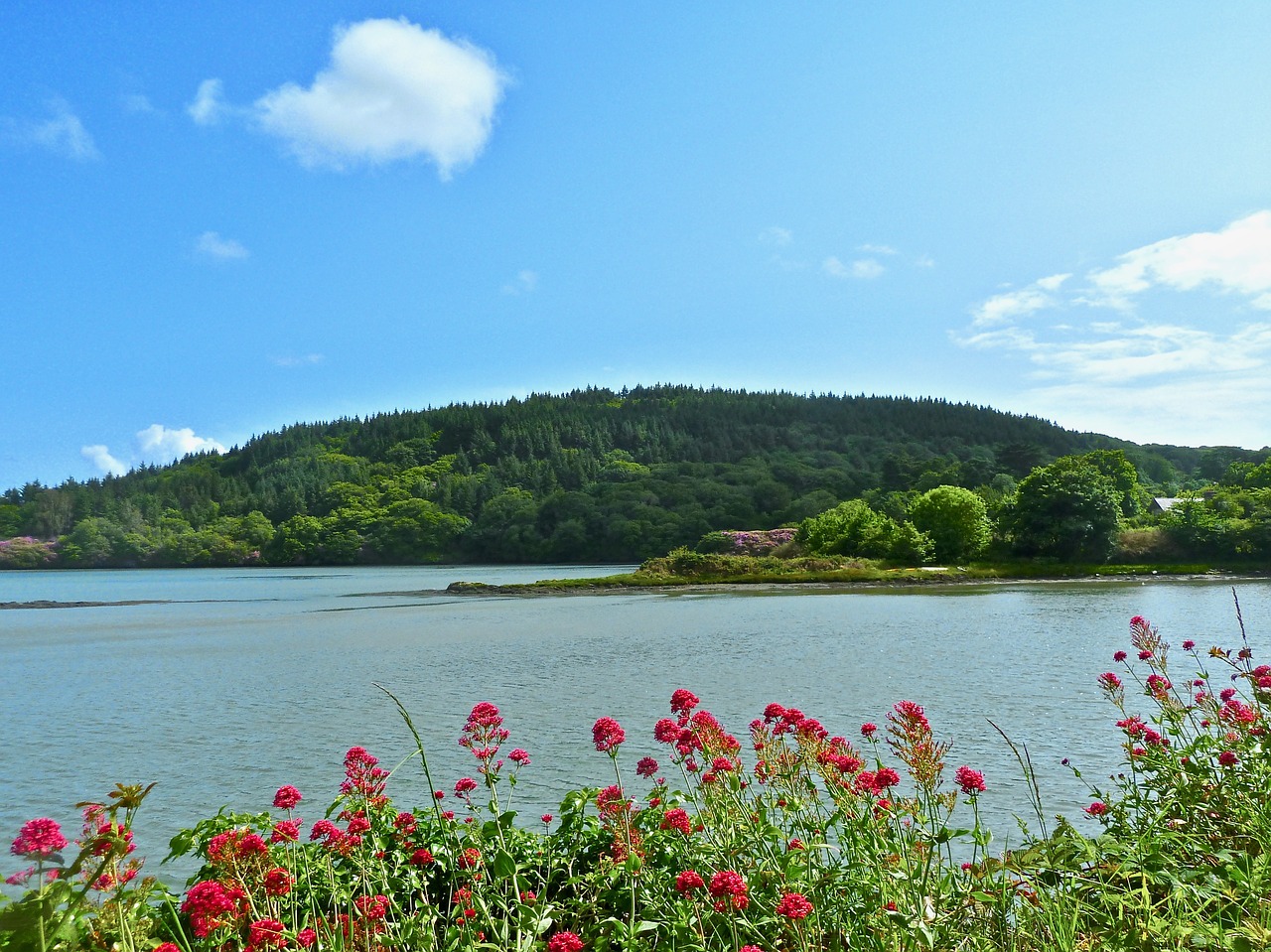 wilderness  flowers  nature free photo