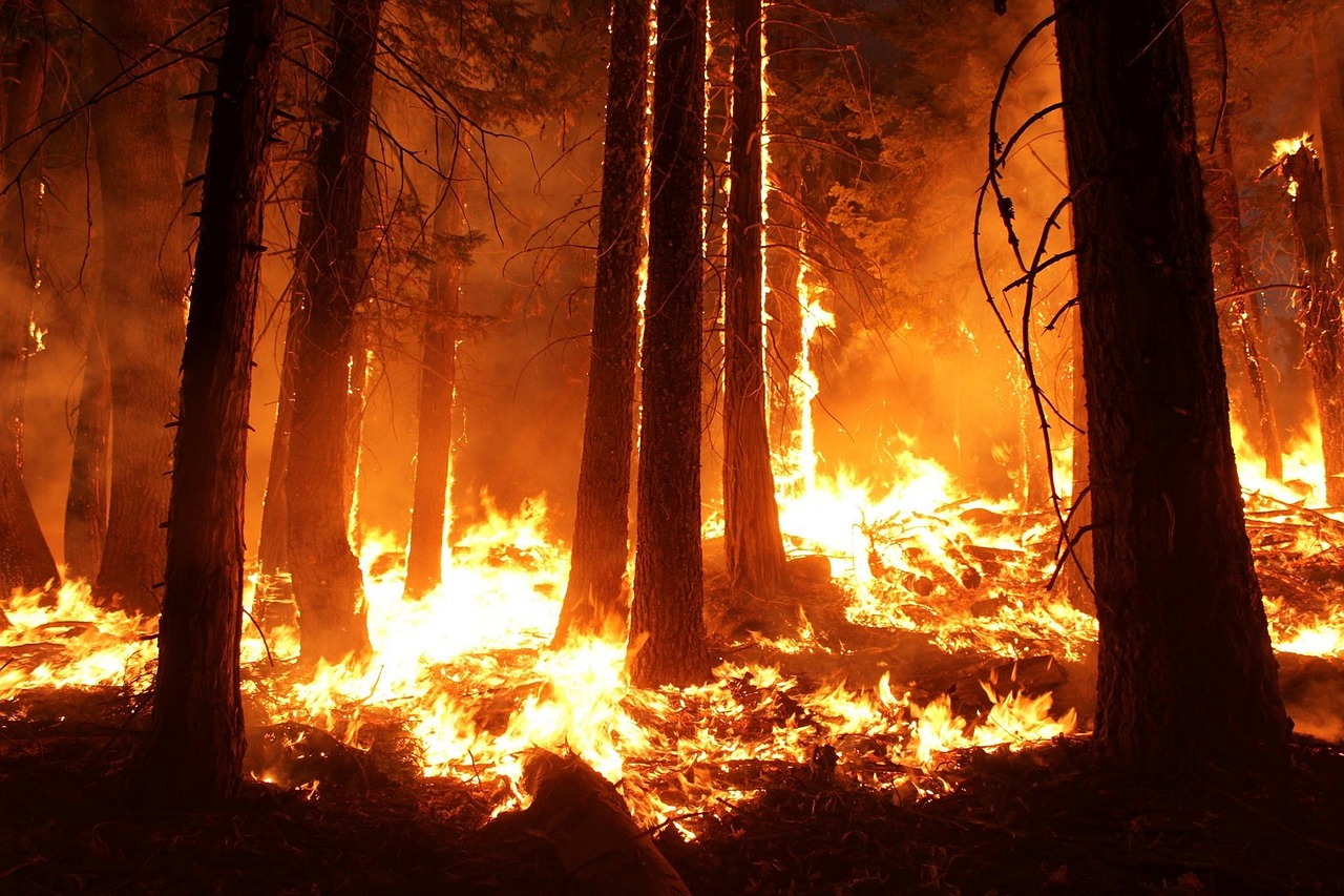 wildfire forest fire free photo