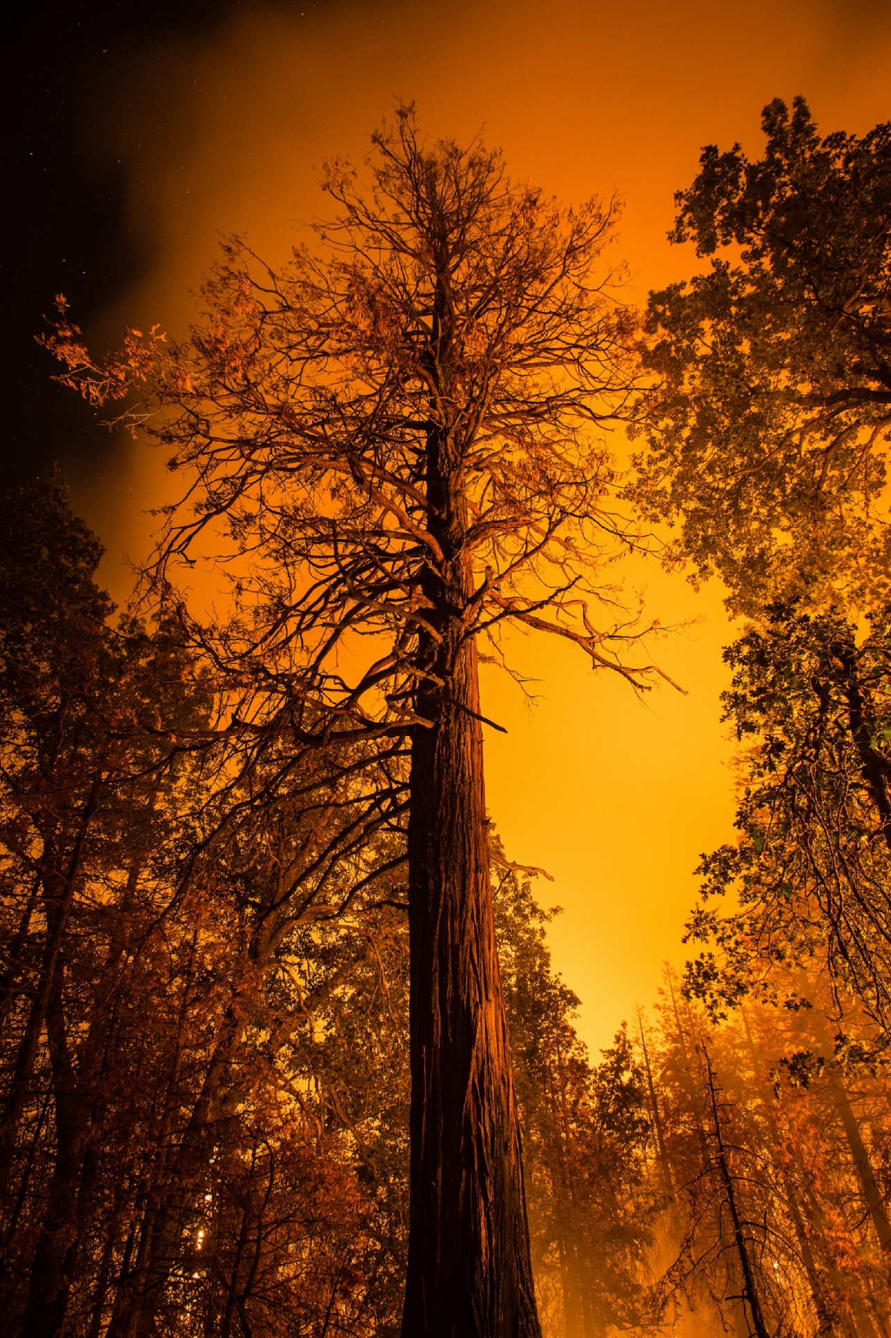 forest fire wildfire trees free photo