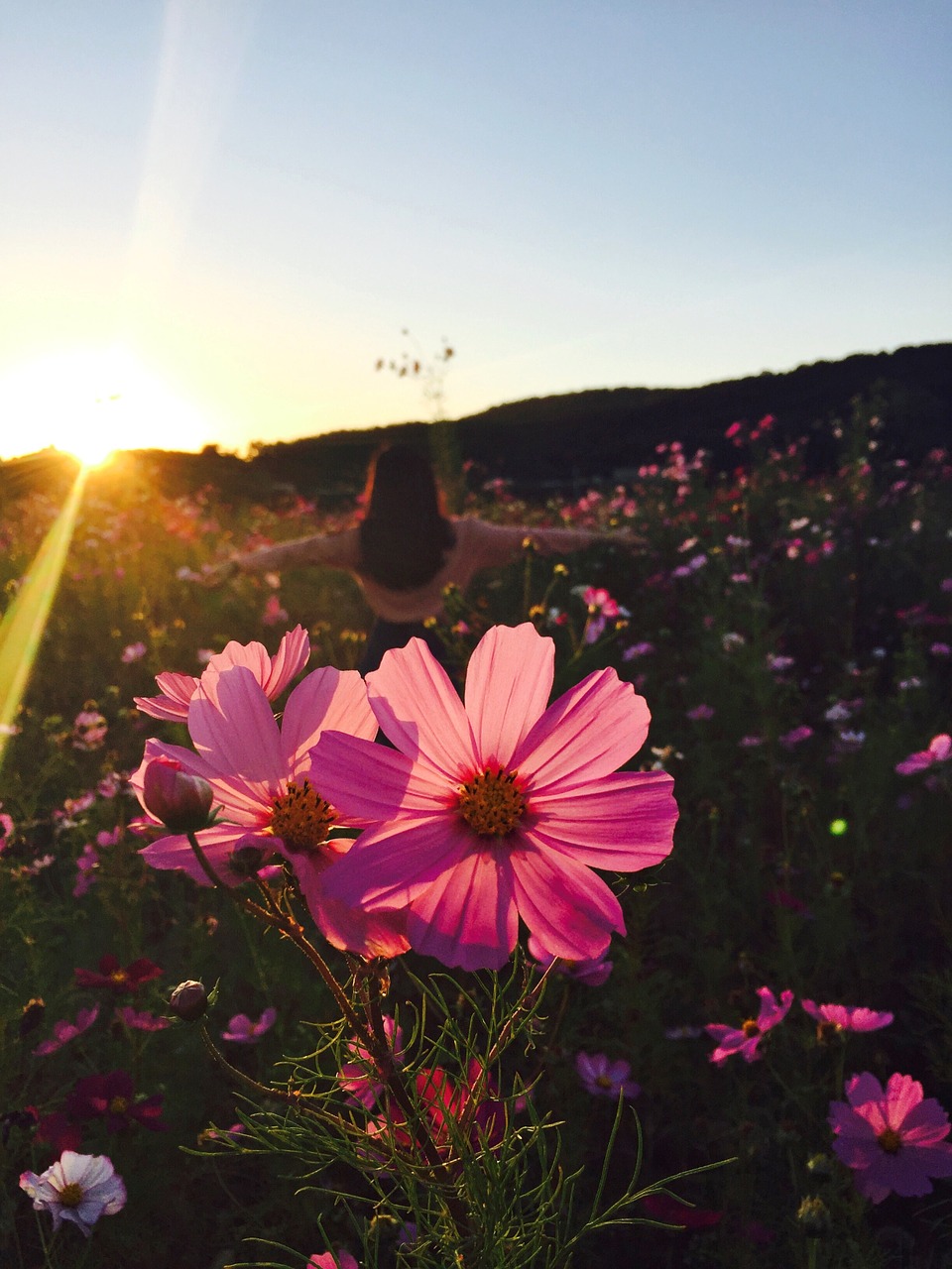 wildflower girl meadow free photo