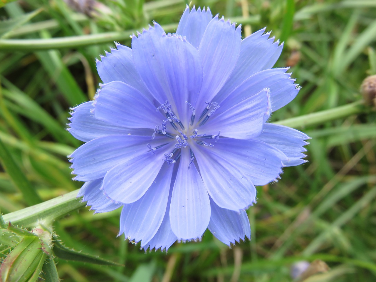 wildflower chicory blue free photo
