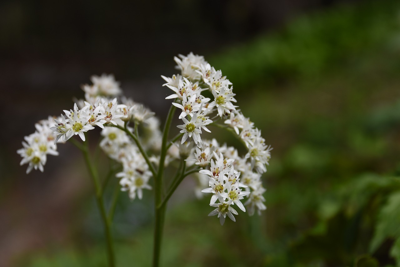 wildflower stone leaves white free photo