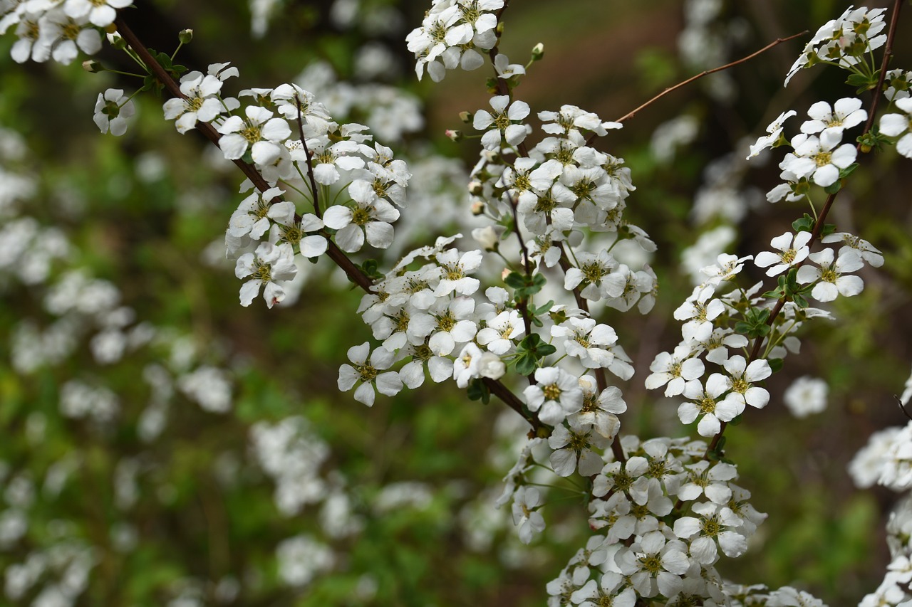 wildflower white plants free photo