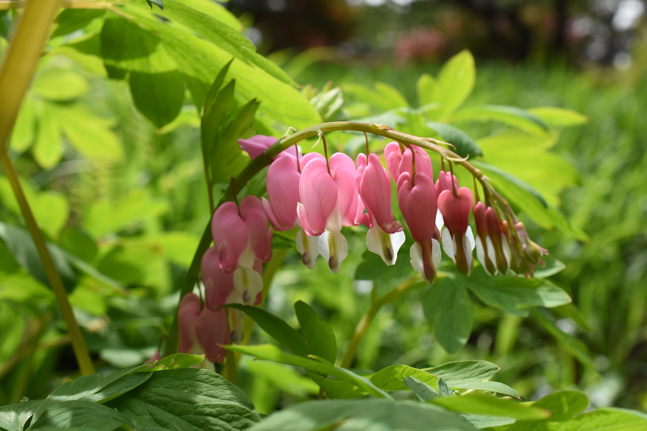 wildflower pink seoul free photo