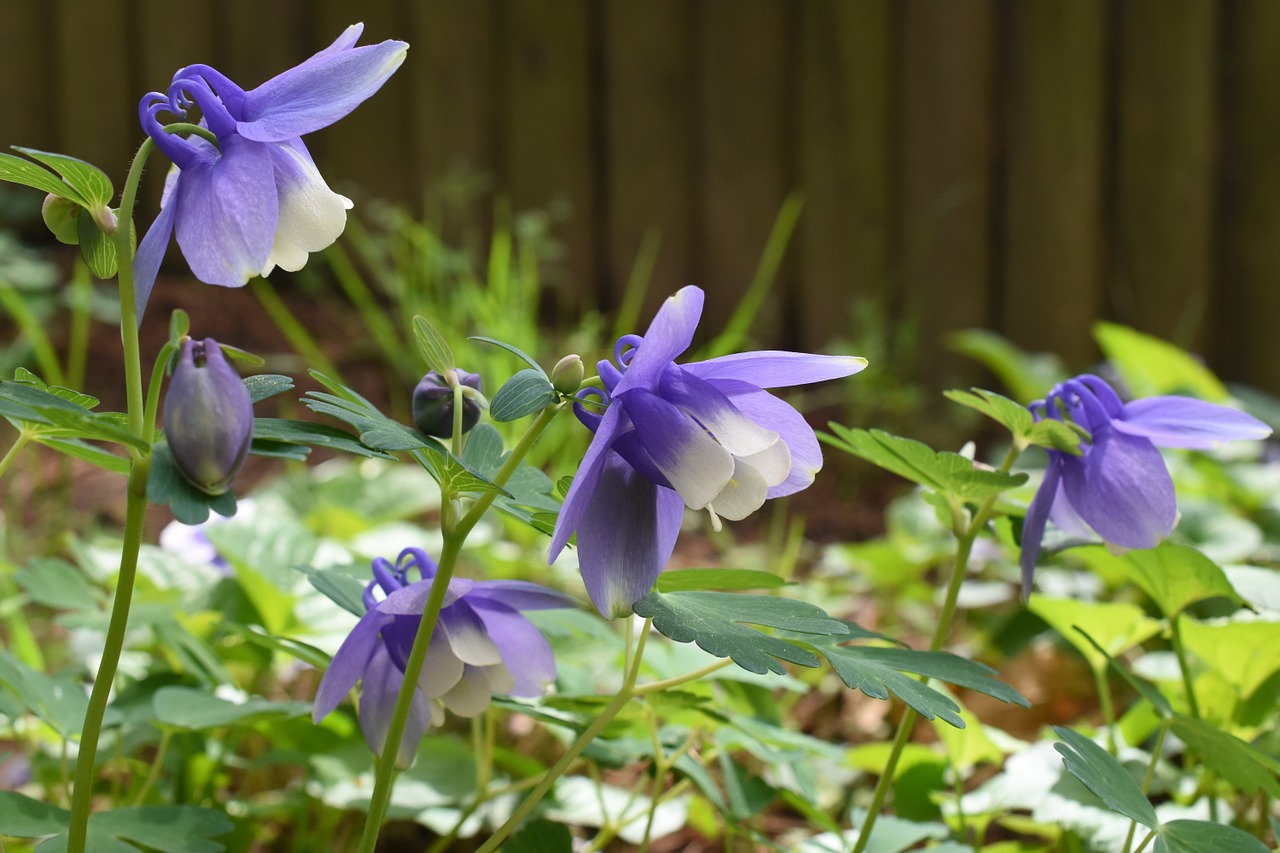 wildflower purple seoul free photo