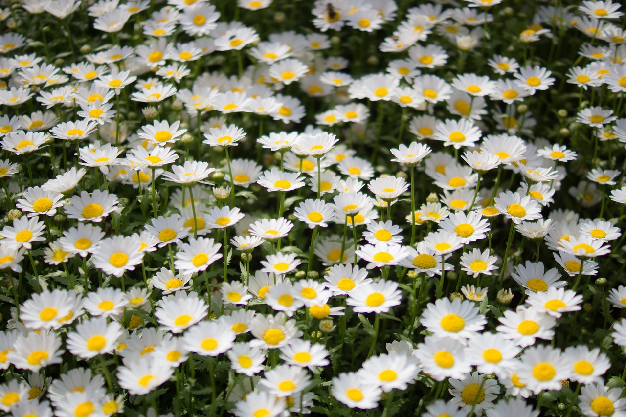 wildflower flowers wildflower close-ups free photo