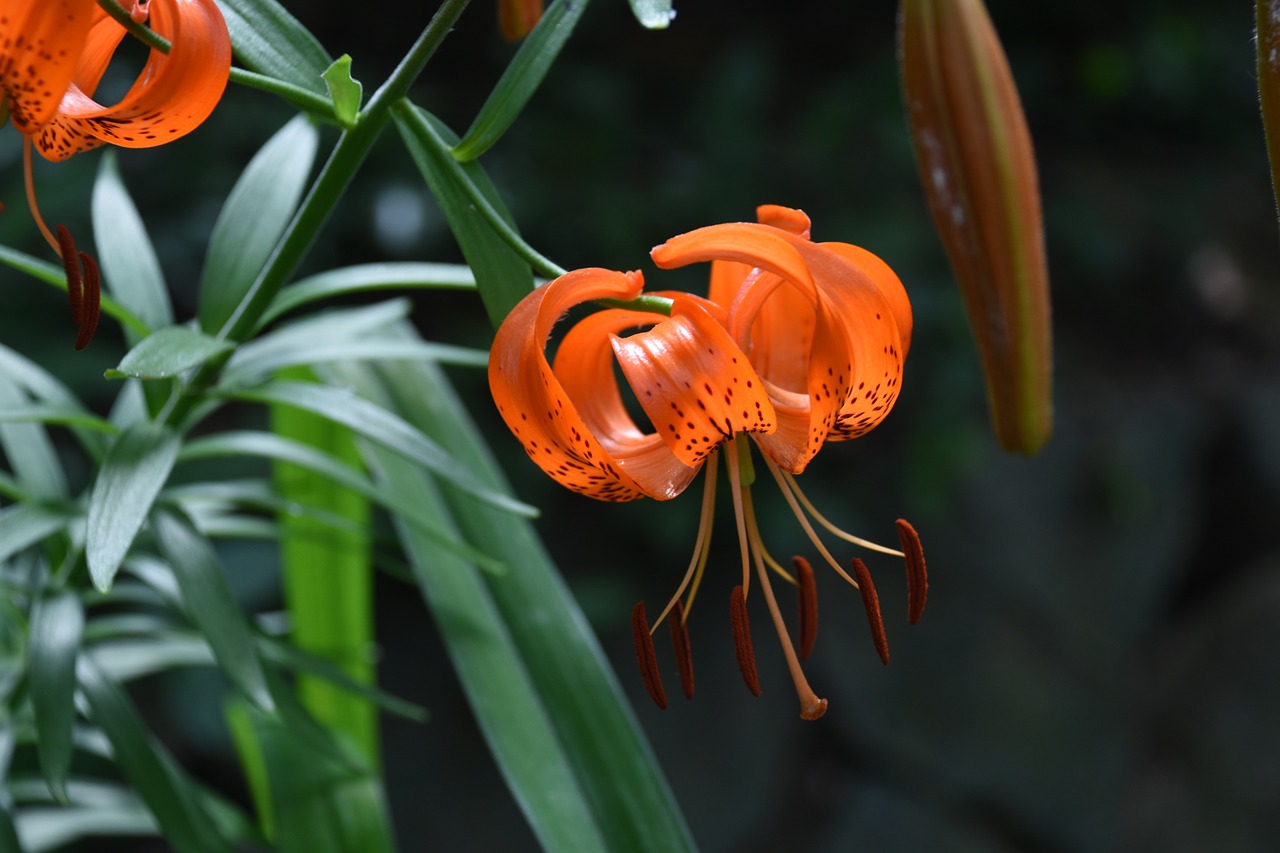 wildflower mountain horse naira free photo