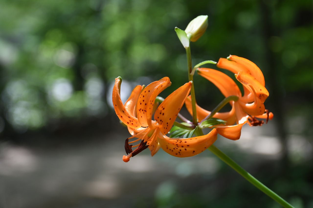 wildflower mountain horse naira free photo