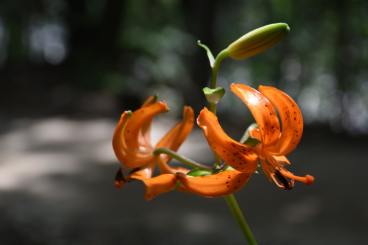 wildflower mountain horse naira free photo