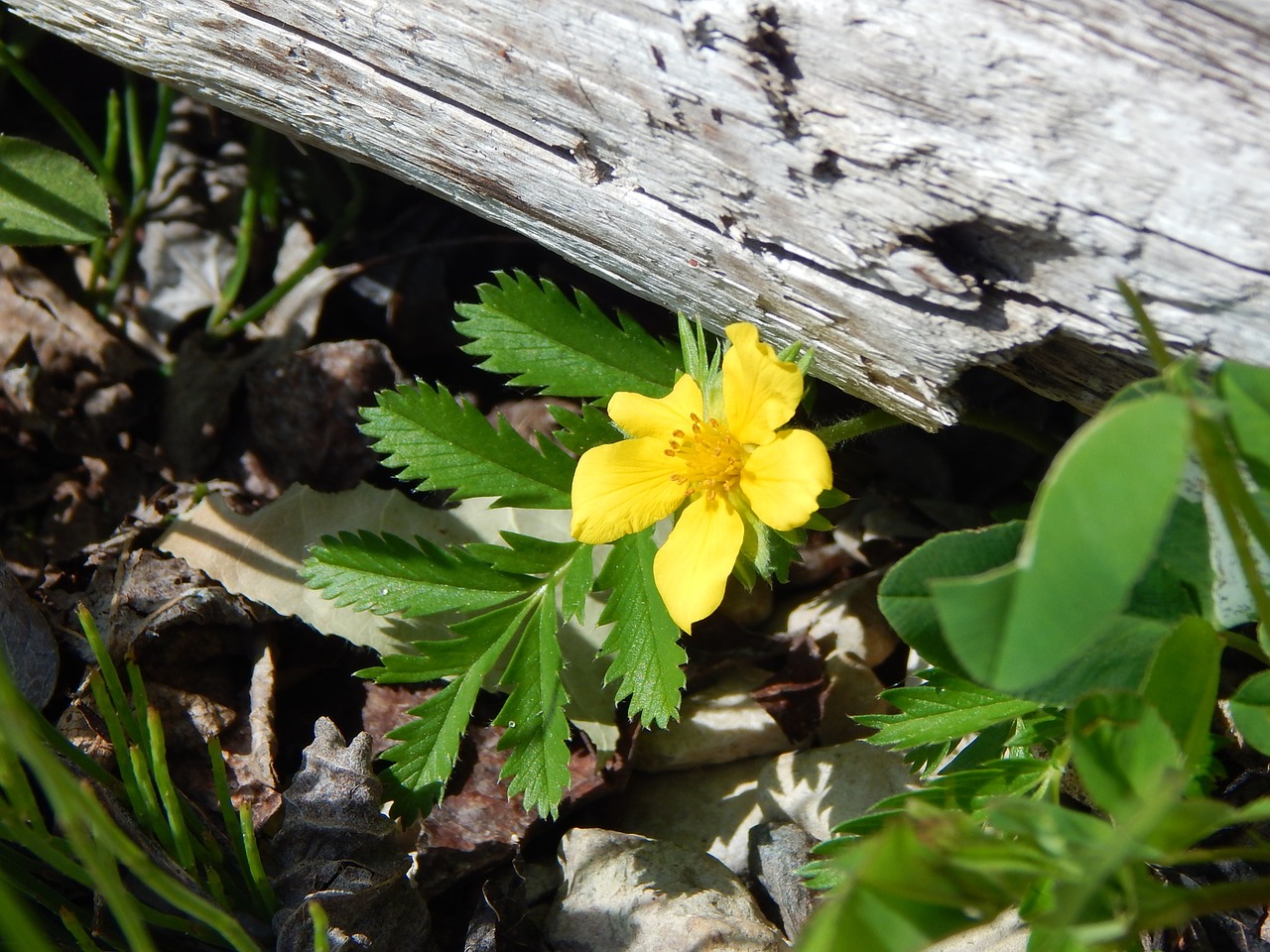 wildflower flower yellow free photo