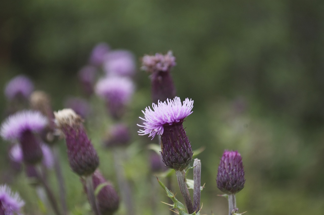 wildflower purple meadow free photo