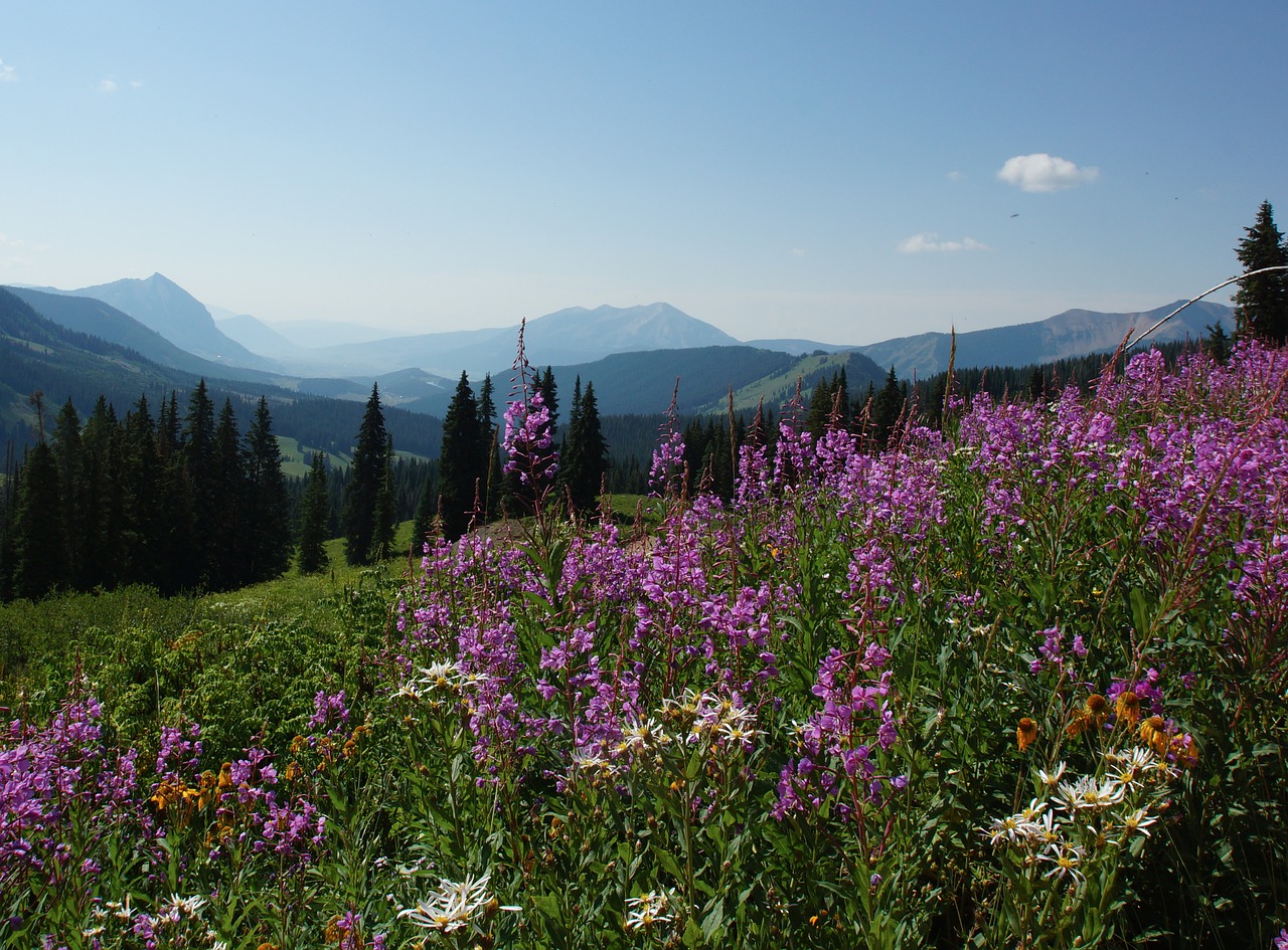 wildflower purple mountain free photo