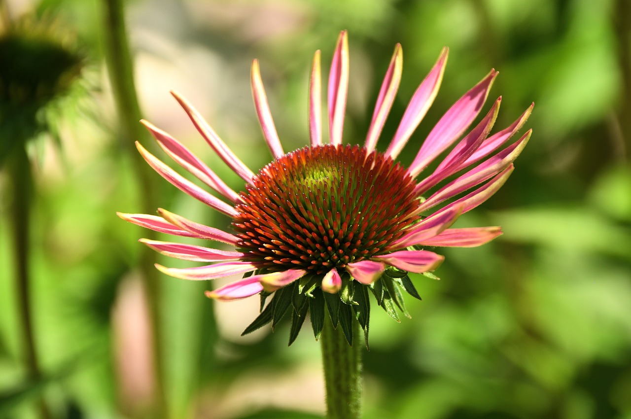 wildflower flower blossom free photo