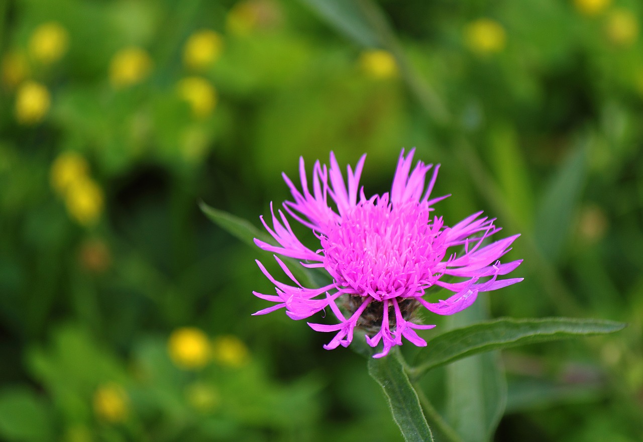 wildflower pink nature free photo