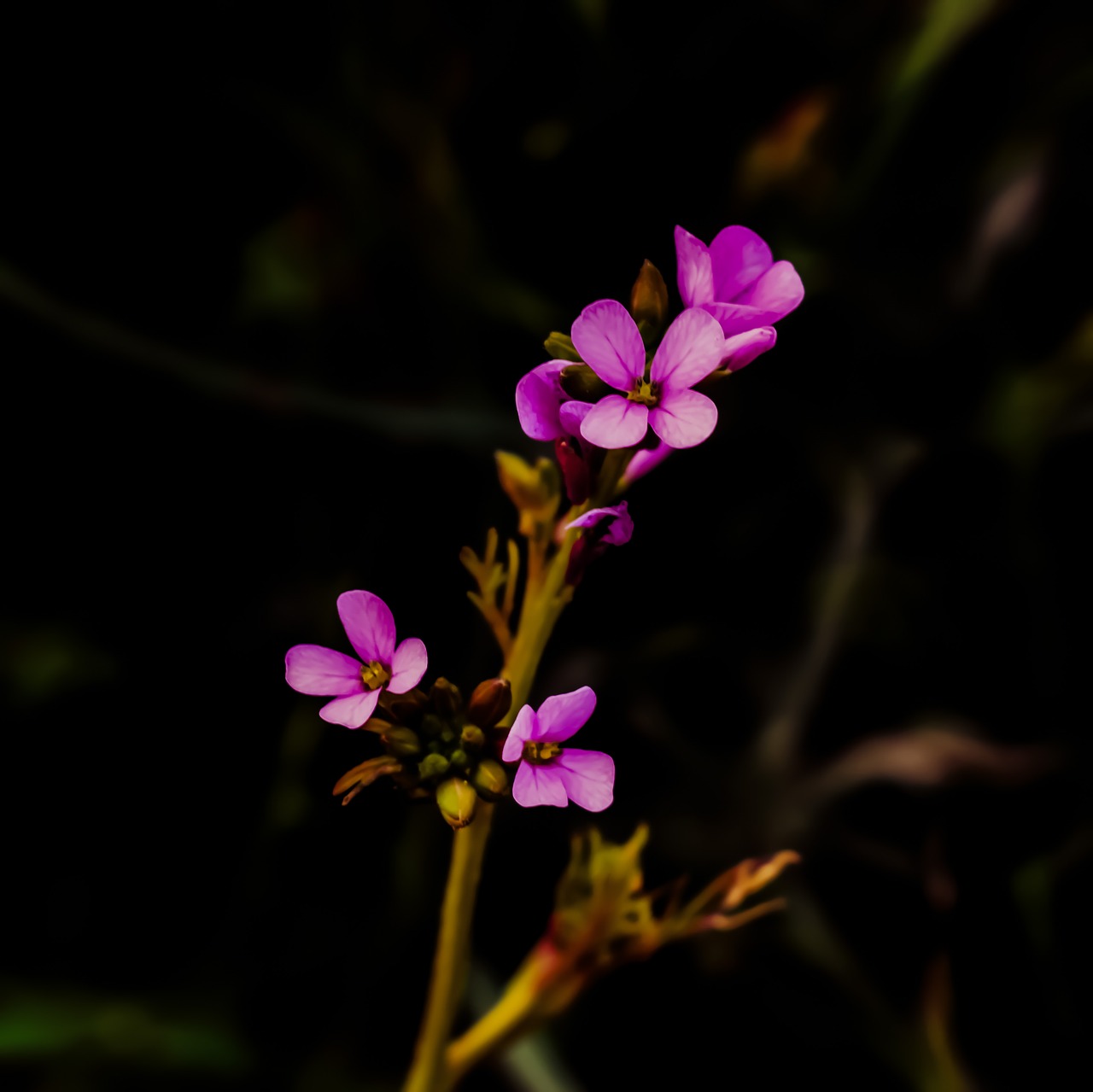 wildflower purple blossom free photo