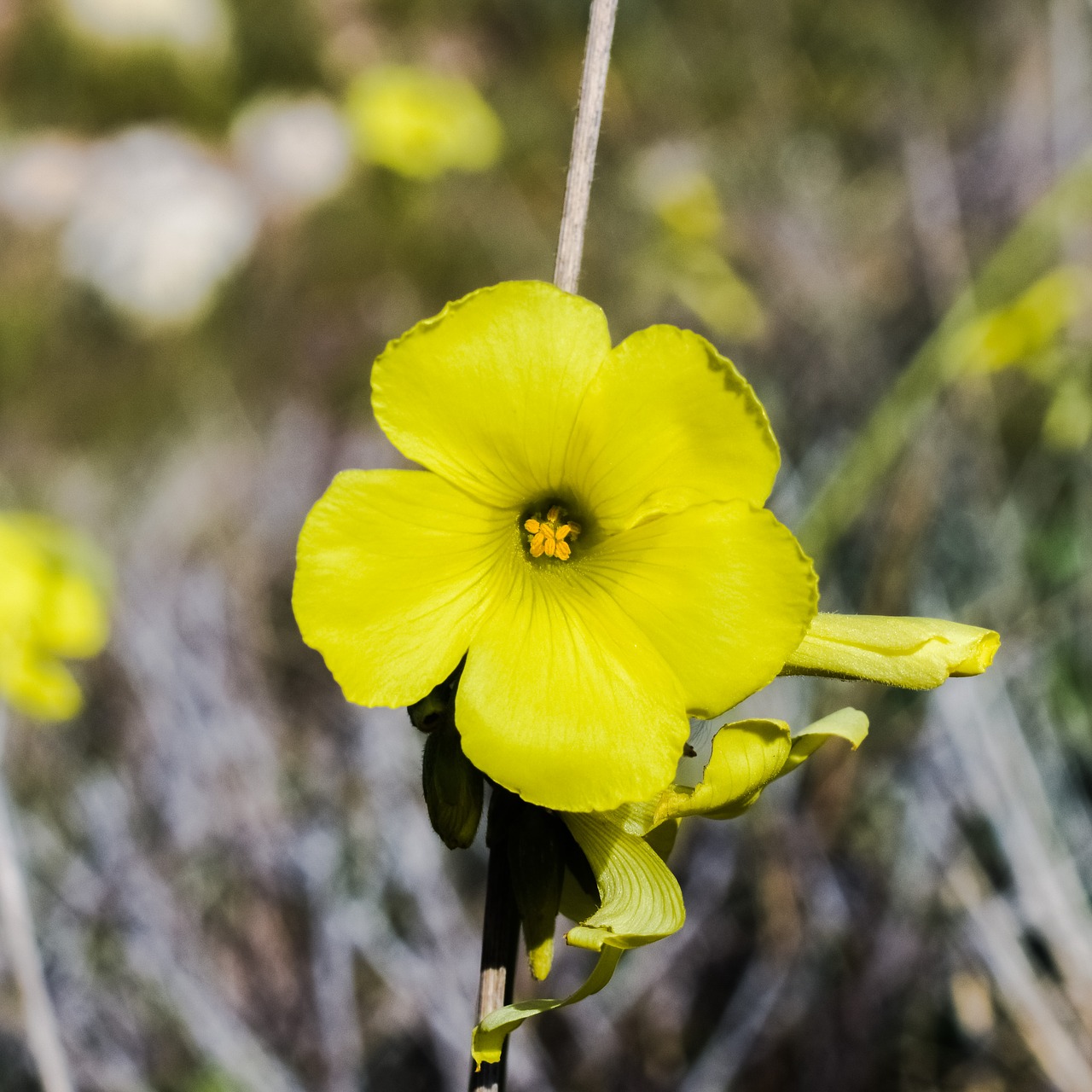 wildflower yellow nature free photo