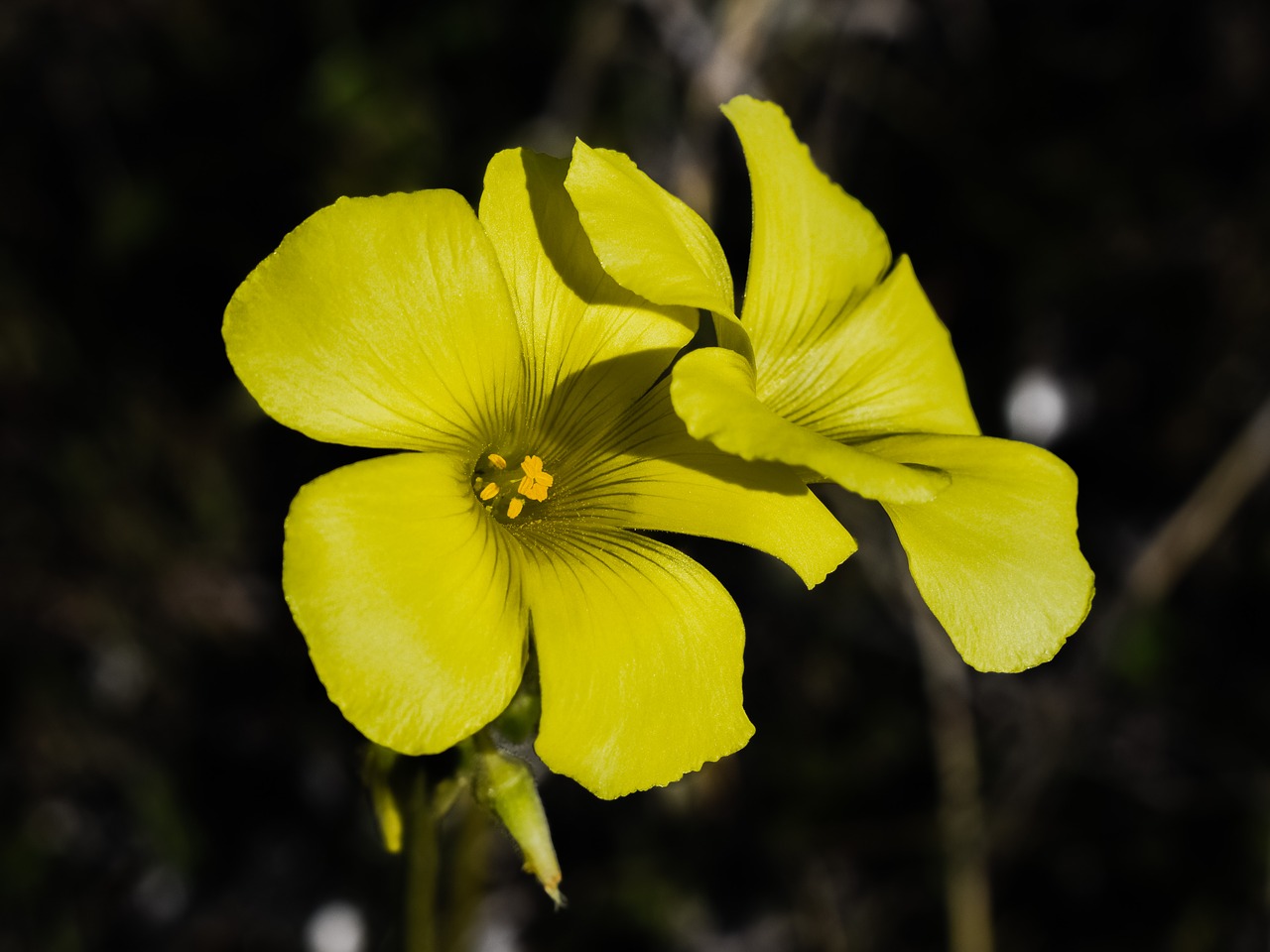 wildflower yellow nature free photo