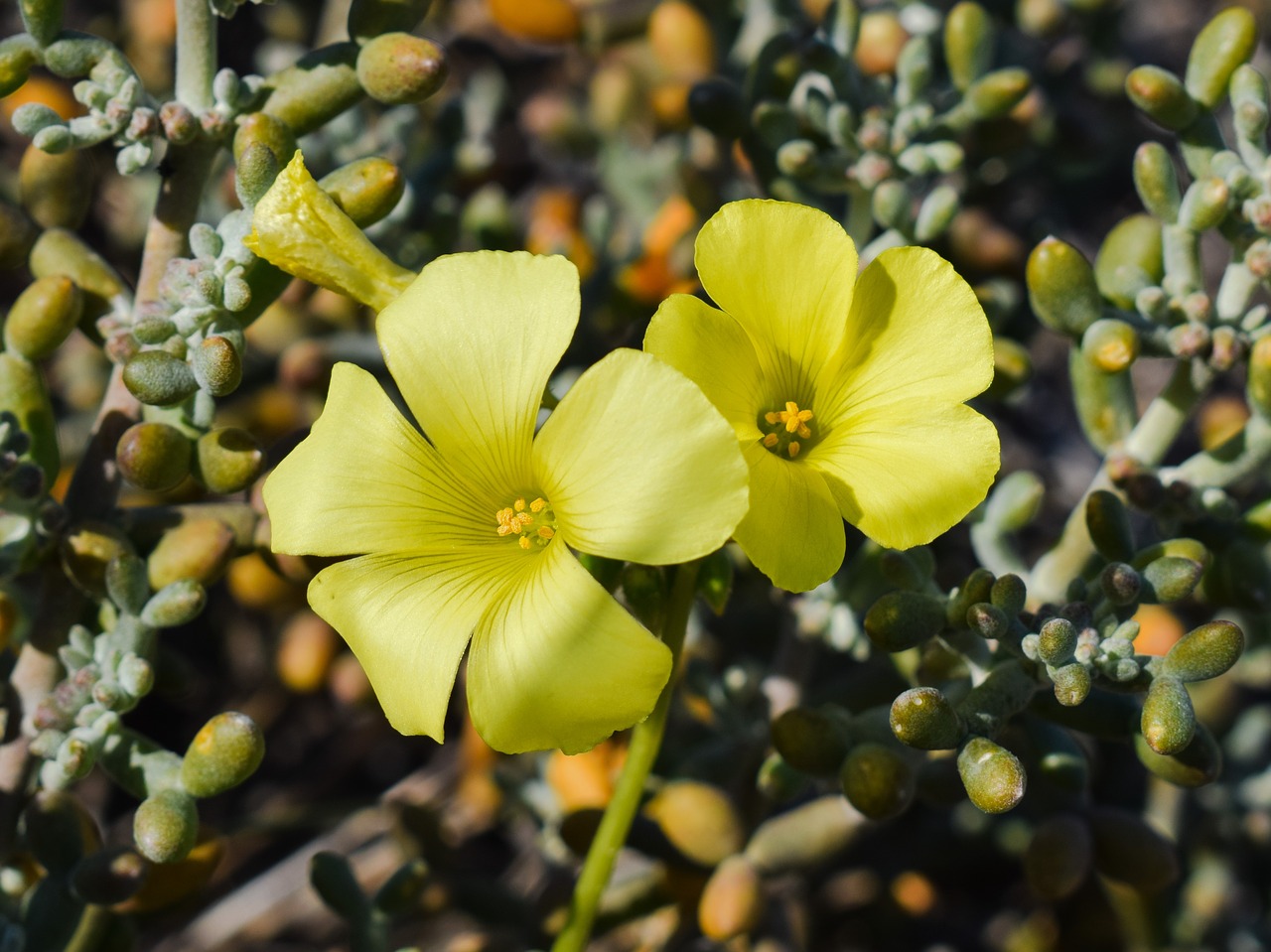 wildflower yellow nature free photo