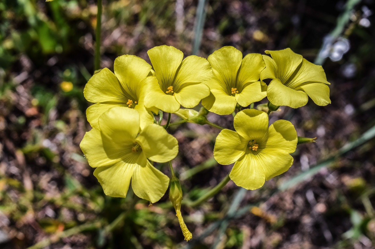 wildflower yellow nature free photo