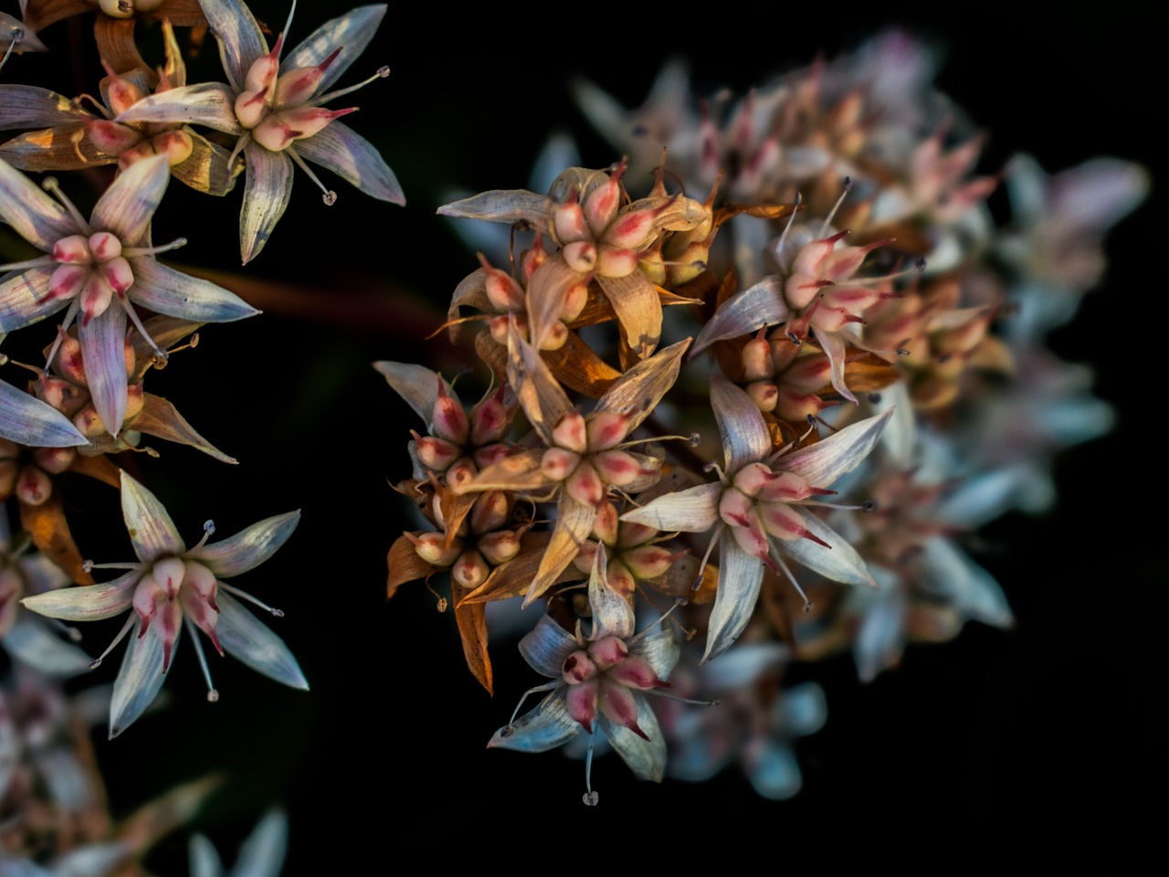 wildflower florescence nature free photo