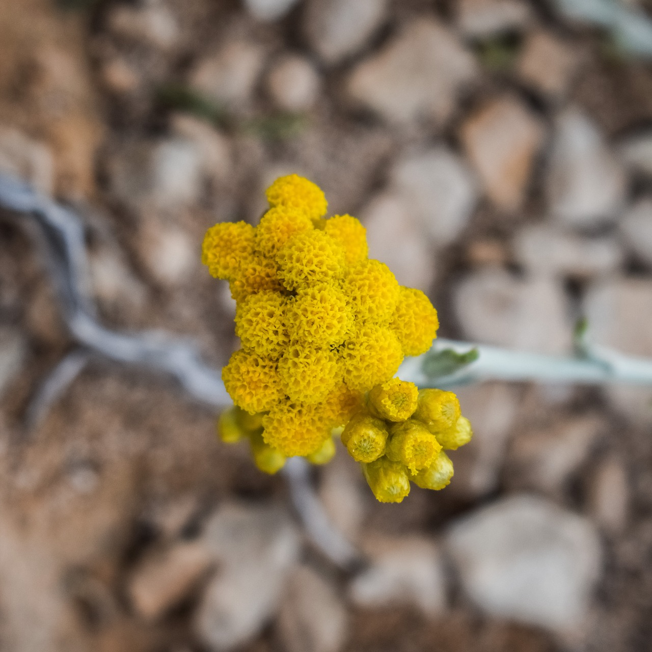 wildflower spring flower free photo