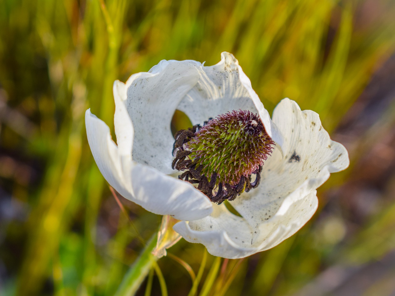 wildflower white spring free photo