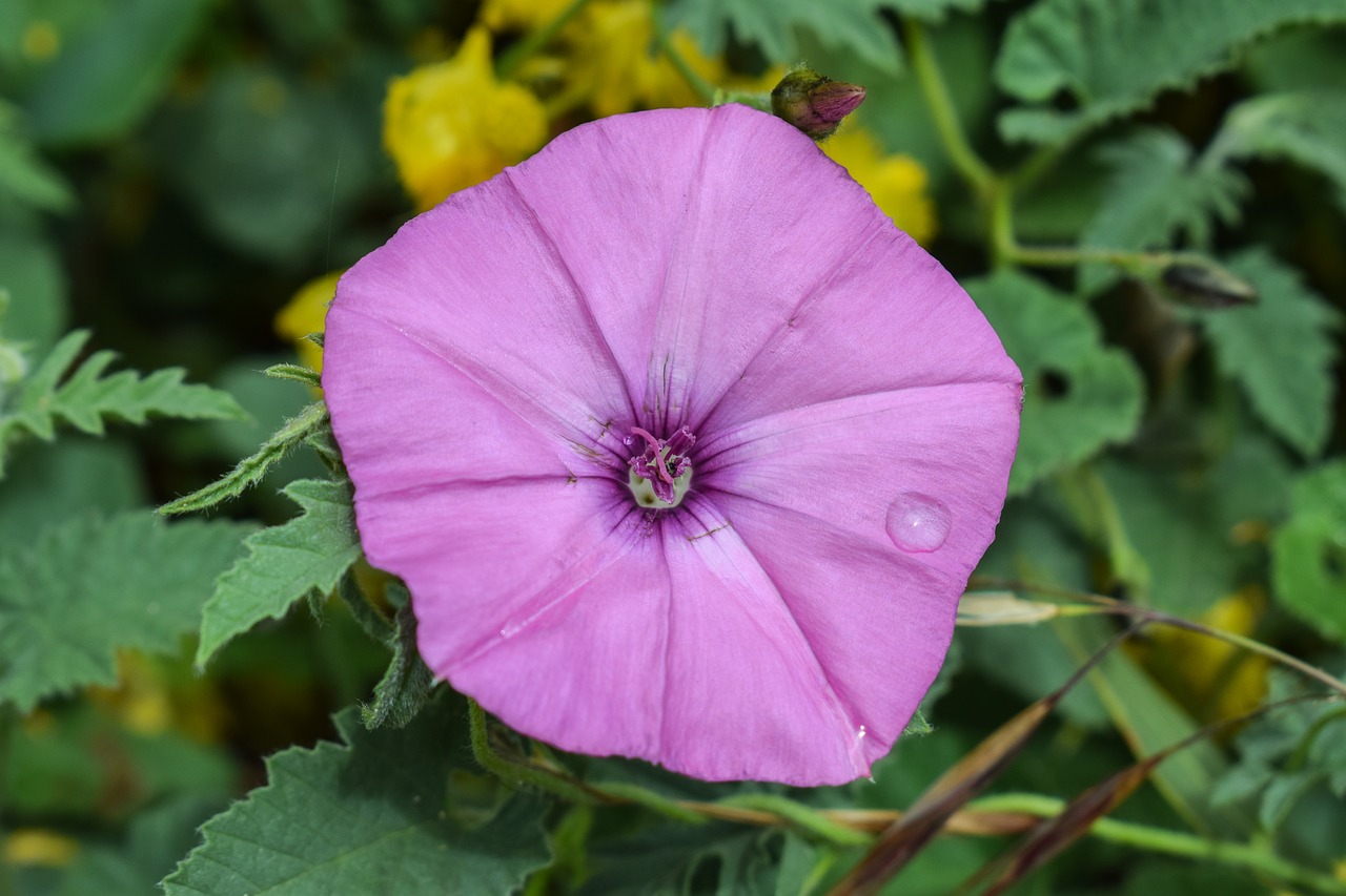 wildflower purple flower free photo