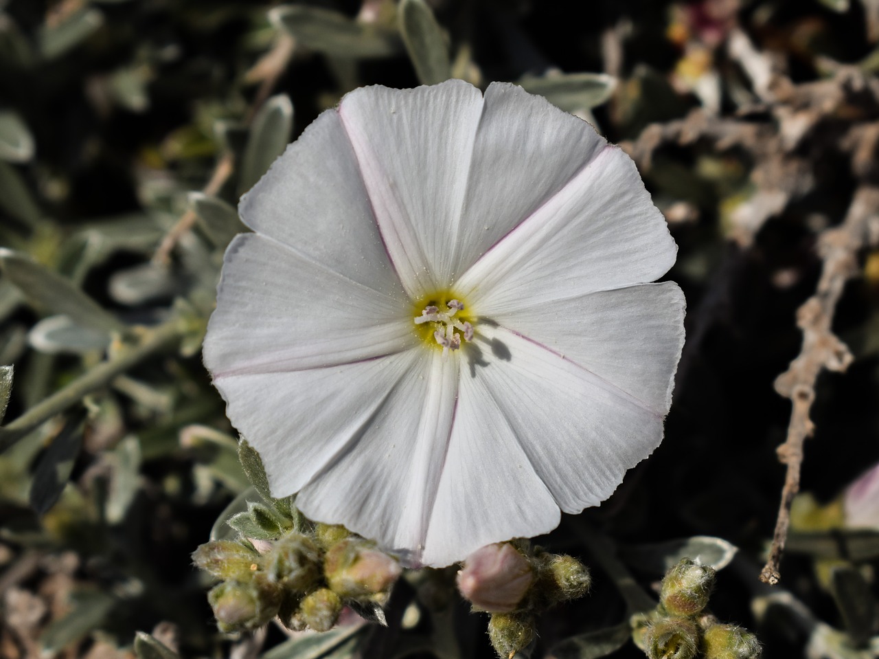 wildflower white flower free photo