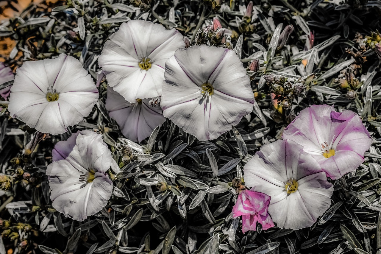 wildflower white flower free photo