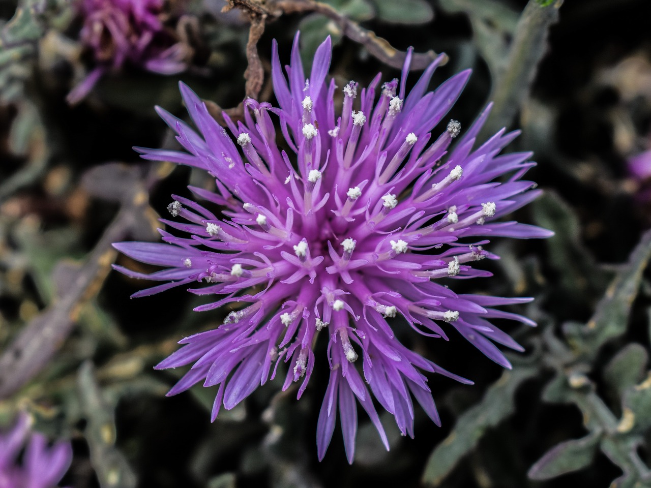 wildflower purple flower free photo