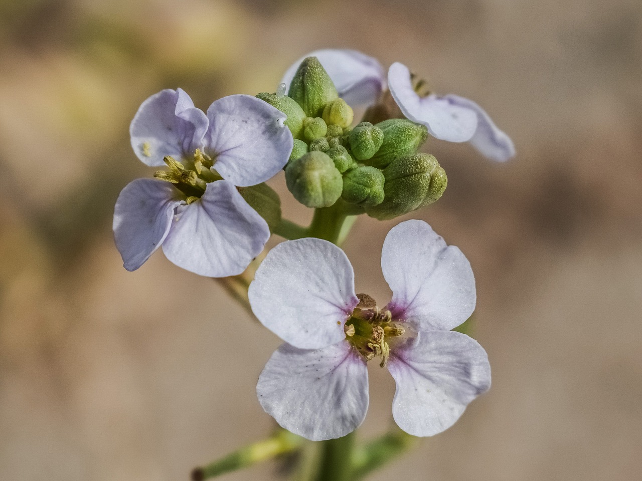 wildflower flower spring free photo