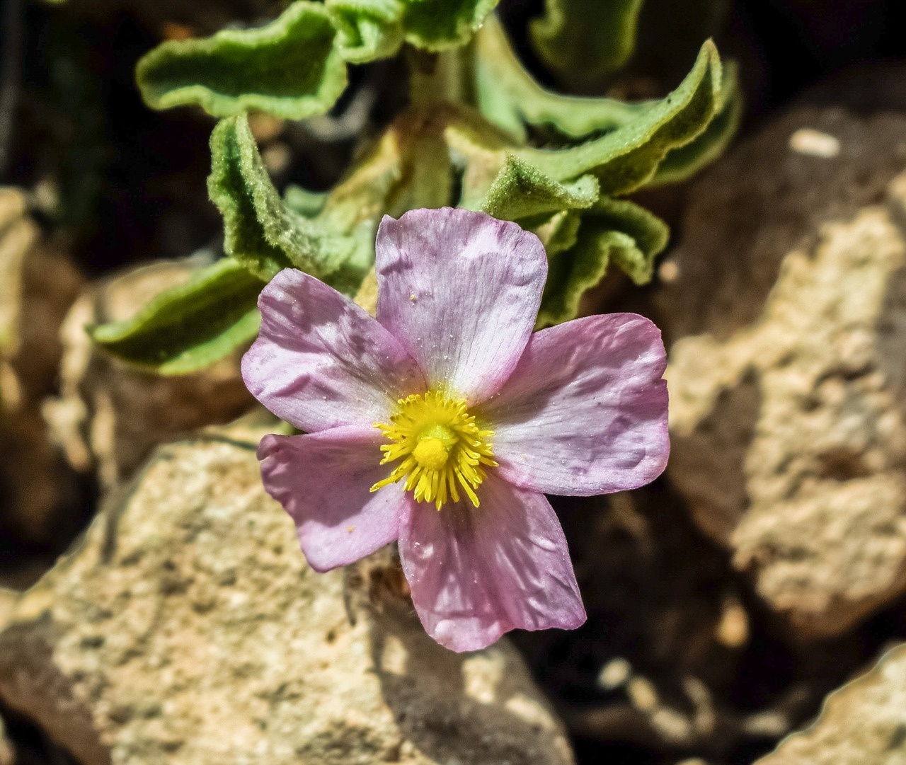 wildflower pink flower free photo