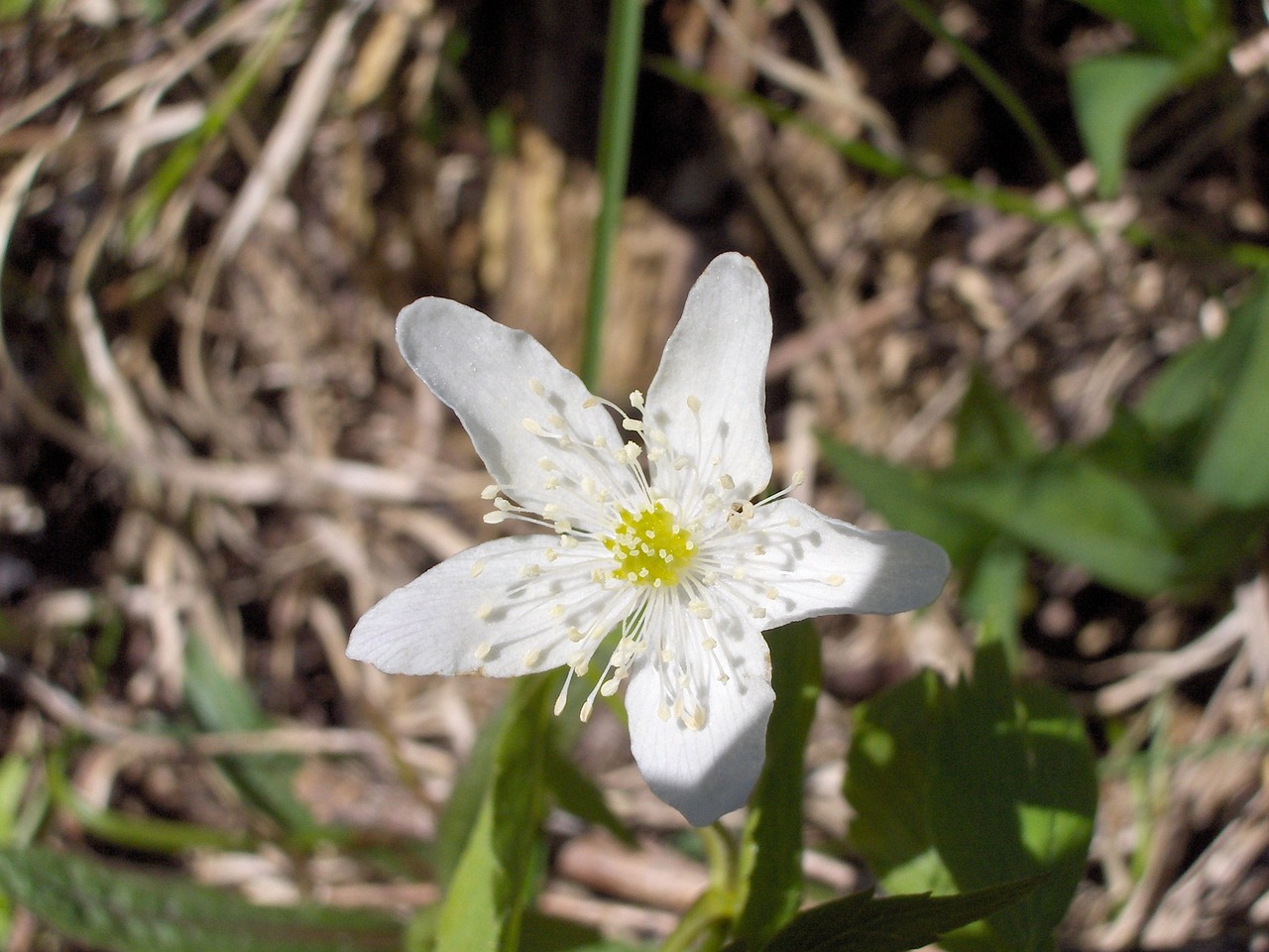 wildflower flower floral free photo