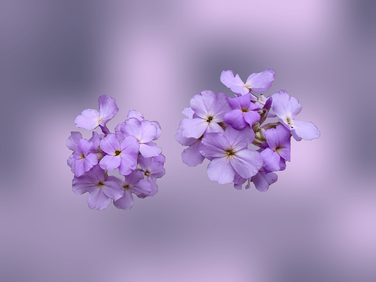 wildflower violet flower free photo