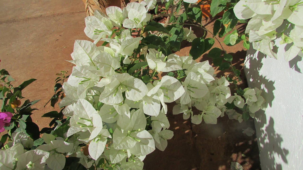 wildflower flower bougainvillea free photo