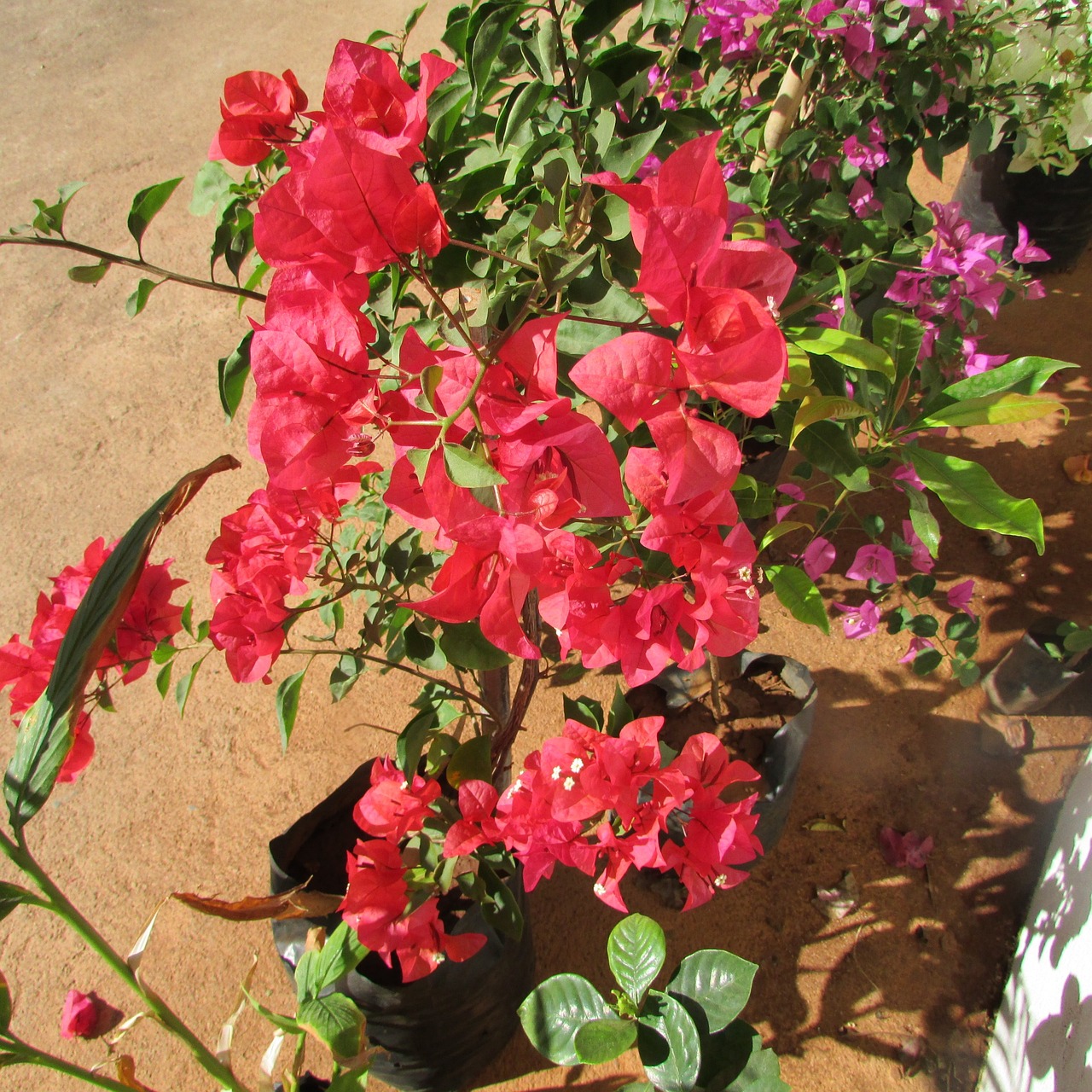 wildflower flower bougainvillea free photo