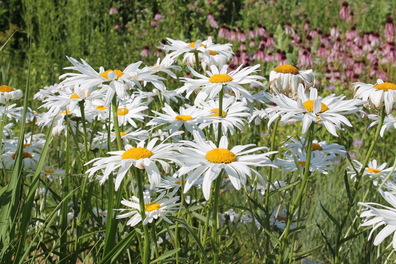 wildflower daisies white free photo