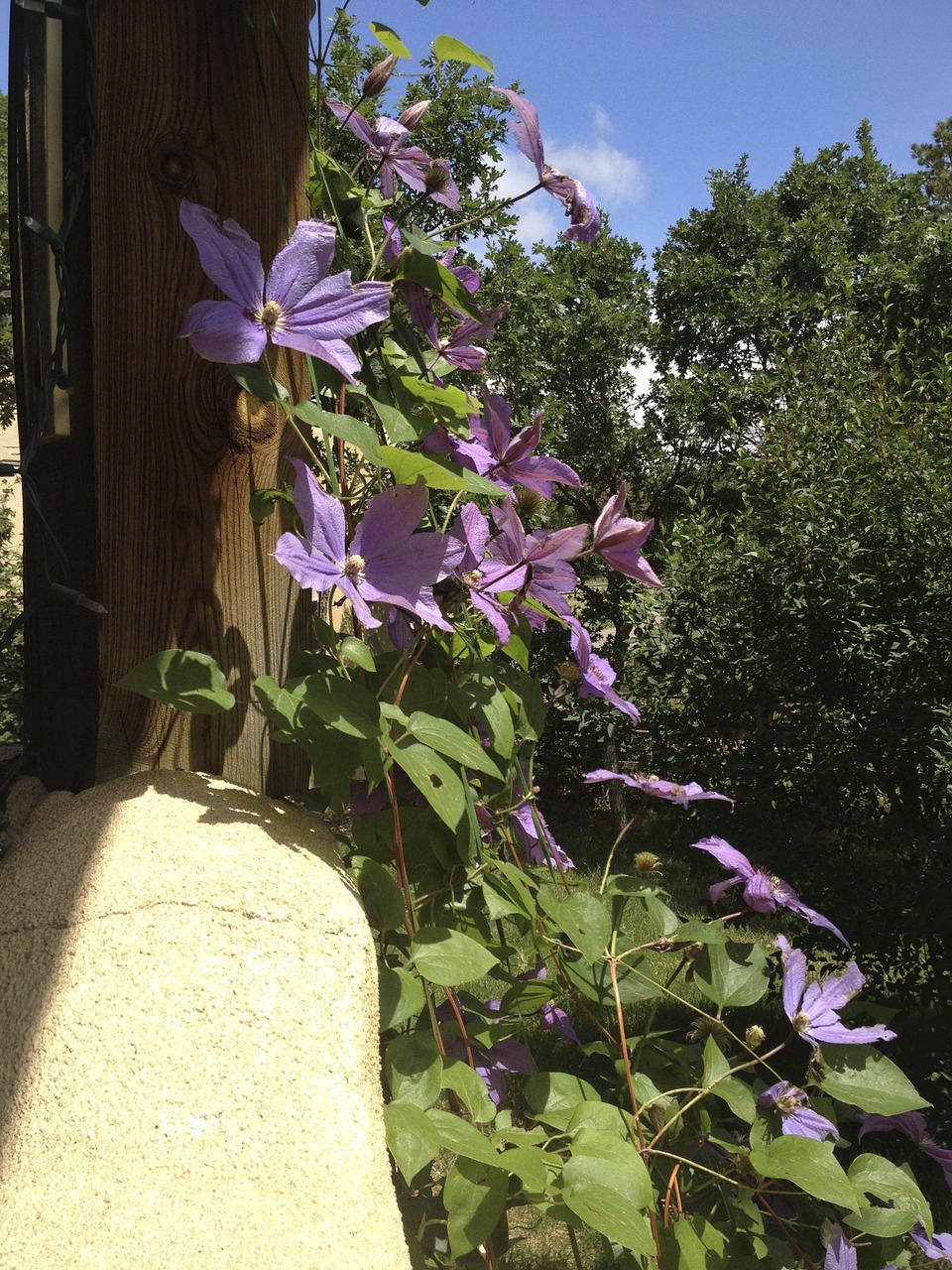 wildflower clematis flowers free photo