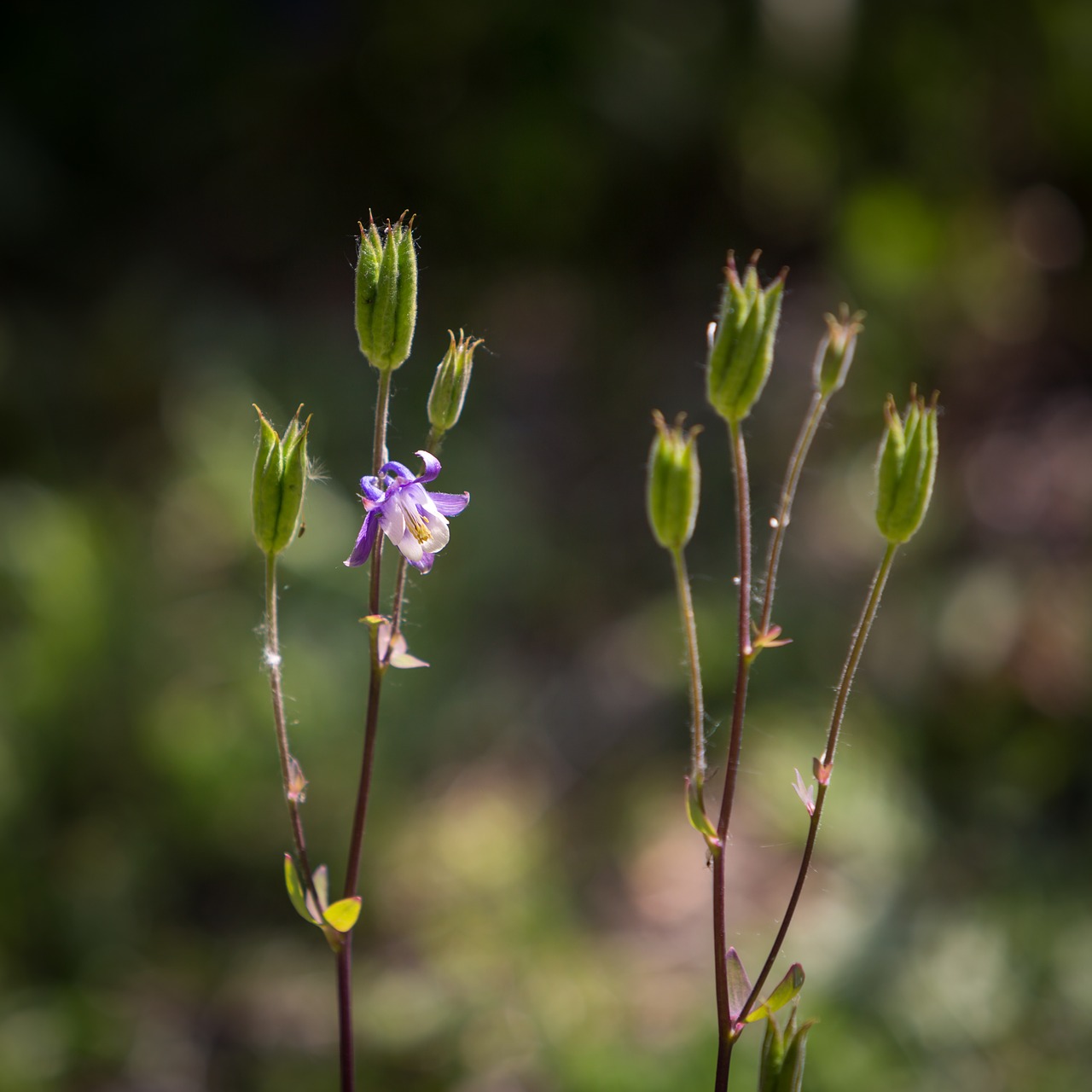 wildflower flower nature free photo