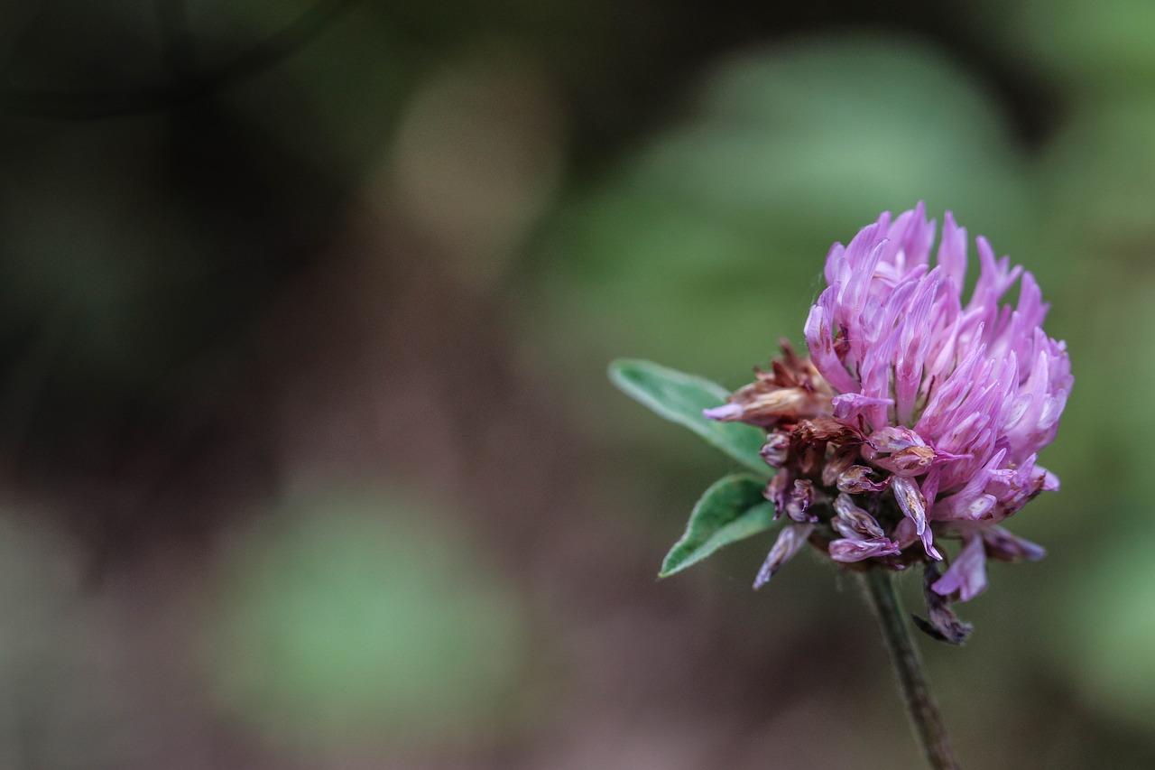 wildflower flower single flower free photo