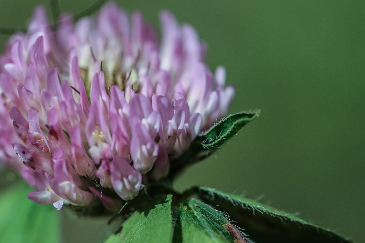 wildflower flower summer free photo