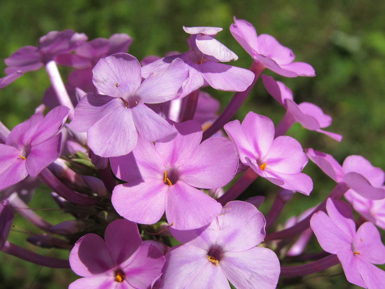 wildflower pink purple free photo