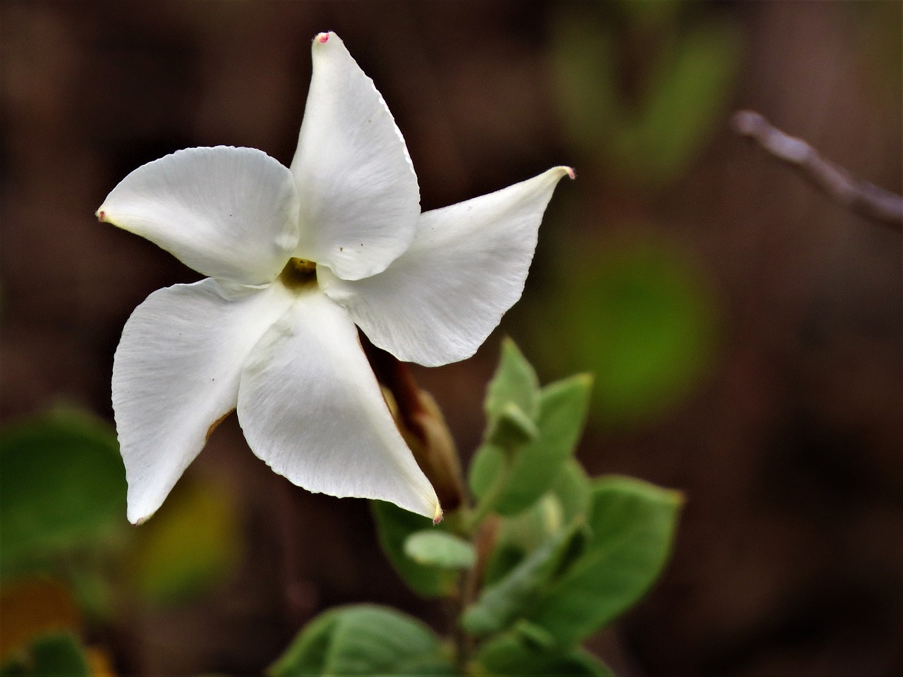 wildflower white green free photo