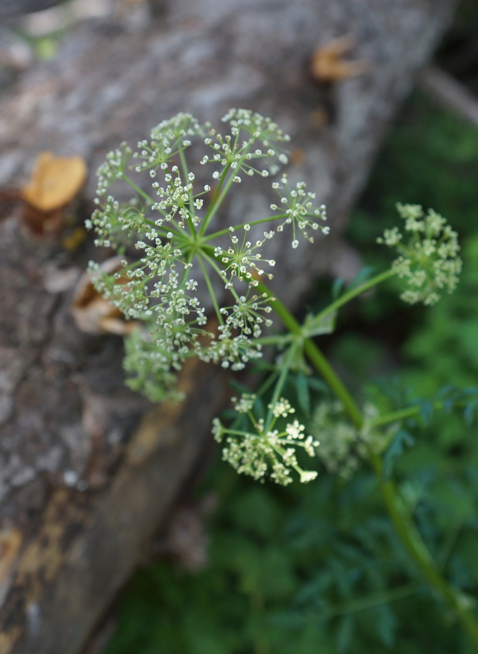 wildflower white bloom free photo