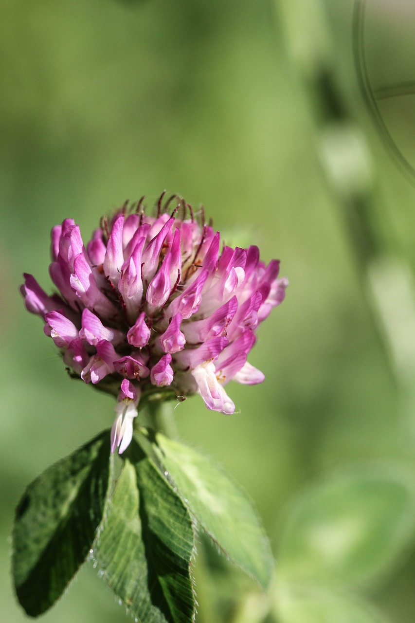 wildflower pink nature free photo