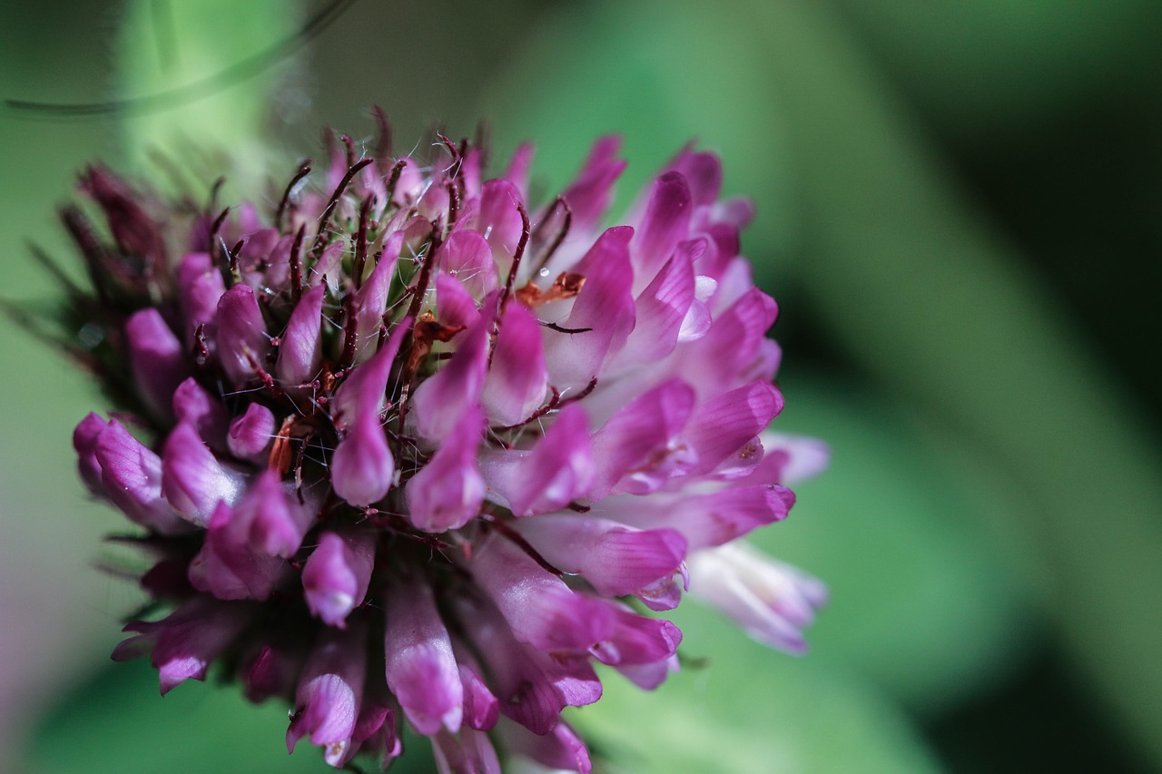 wildflower pink nature free photo